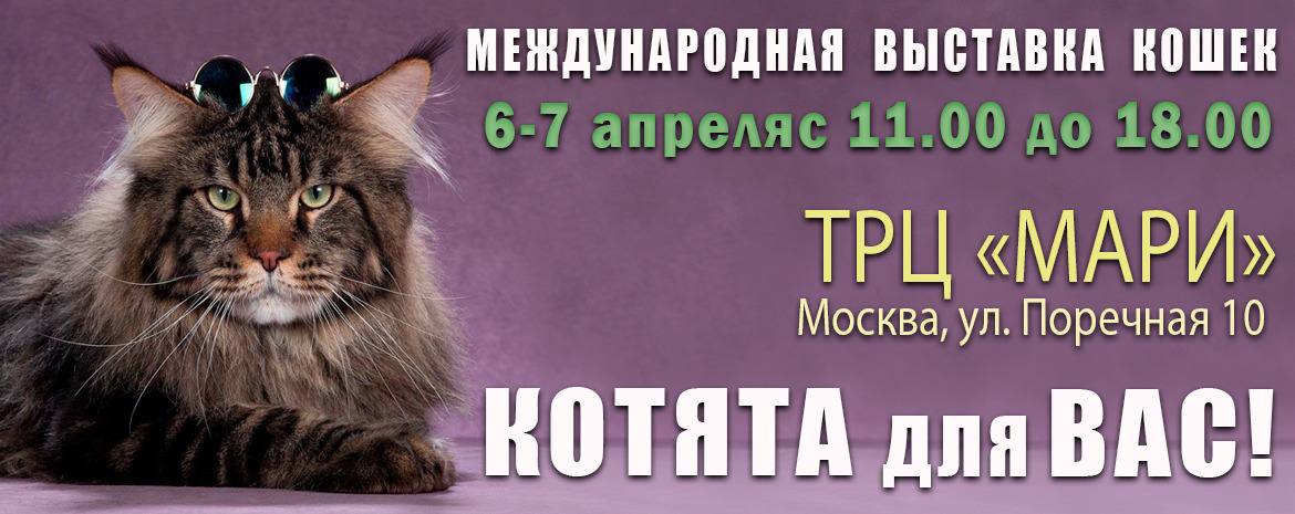 Международная выставка кошек в ТРК MARi 6-7 апреля