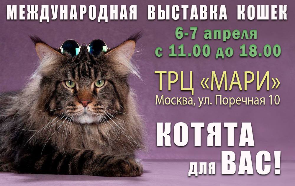Международная выставка кошек в ТРК MARi 6-7 апреля
